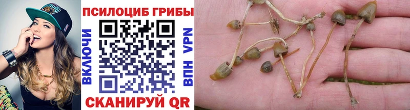 Псилоцибиновые грибы Cubensis  Добрянка 