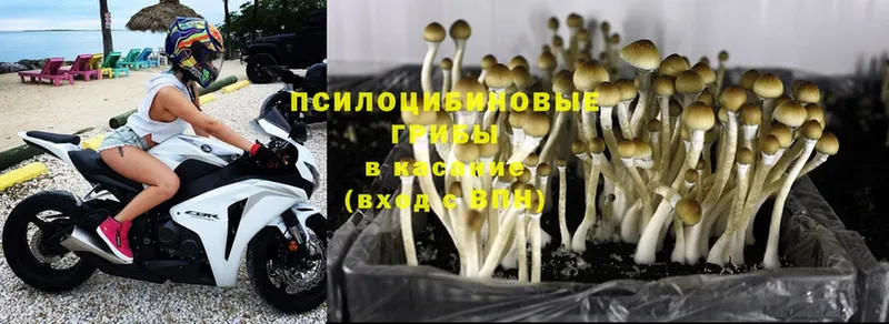 продажа наркотиков  Добрянка  Псилоцибиновые грибы MAGIC MUSHROOMS 