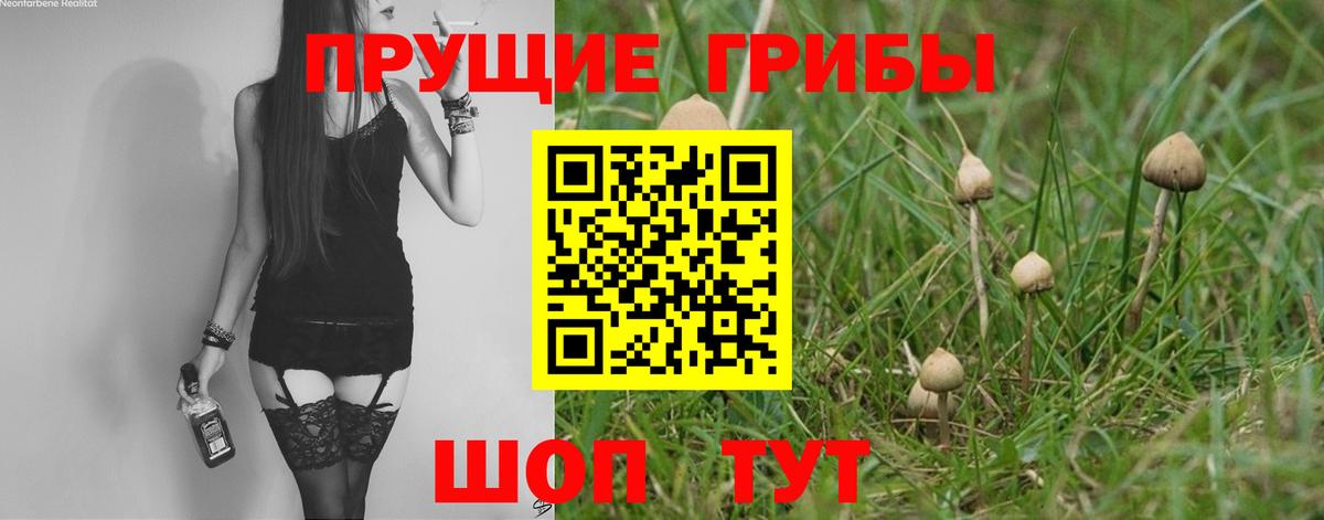 Добрянка  Псилоцибиновые грибы Cubensis  Вход с VPN 